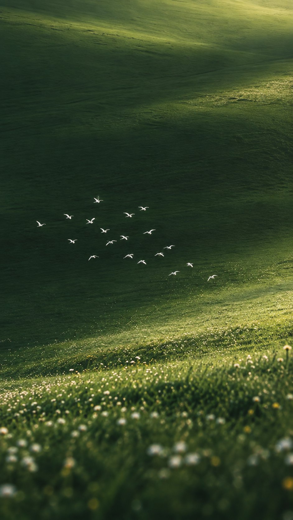 Wallpaper